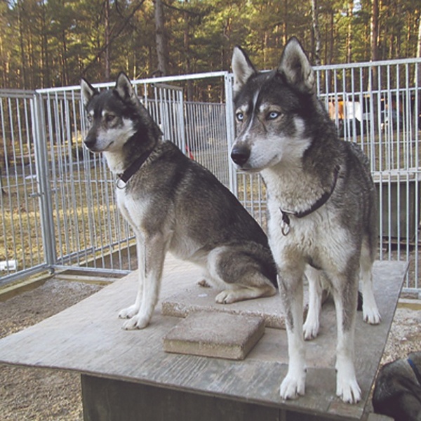 To siberian husky-hunder sitter på toppen av hundehuset sitt inne i en kennel.