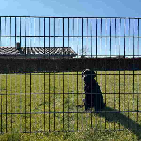 En svart hund sitter i gresset, bak et panelgjerde.
