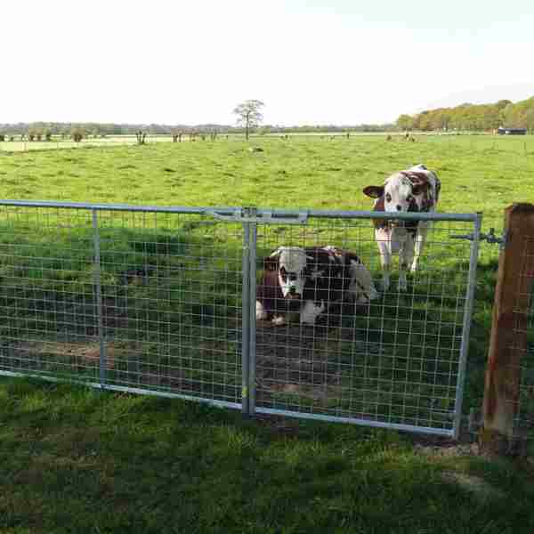 To kyr står bak en lettvekstgrind med gitter