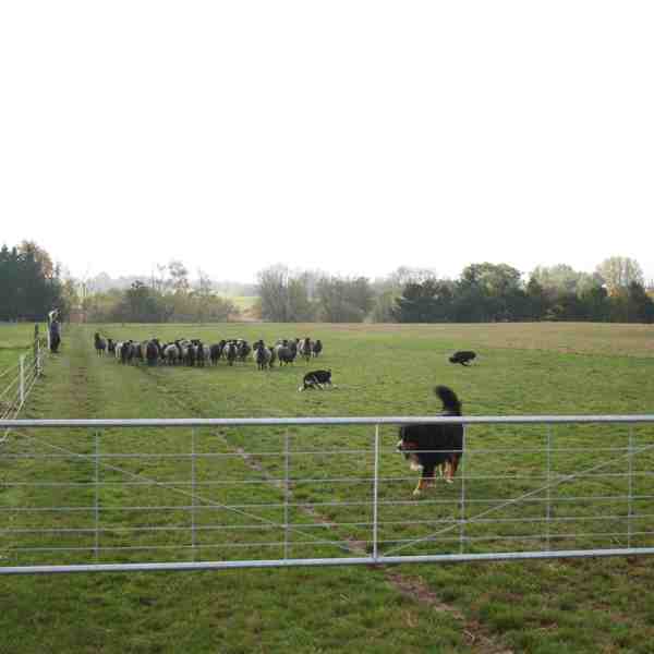 Innenfor en lettvekstgrind er det en saueflokk og en gjeterhund