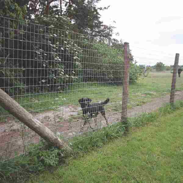 En svart hund løper langs nettinggjerdet i en hundegård.